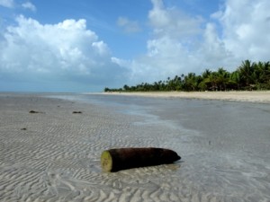 Driftwood on a beach