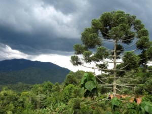 A stricking, unusual Araucaria tree