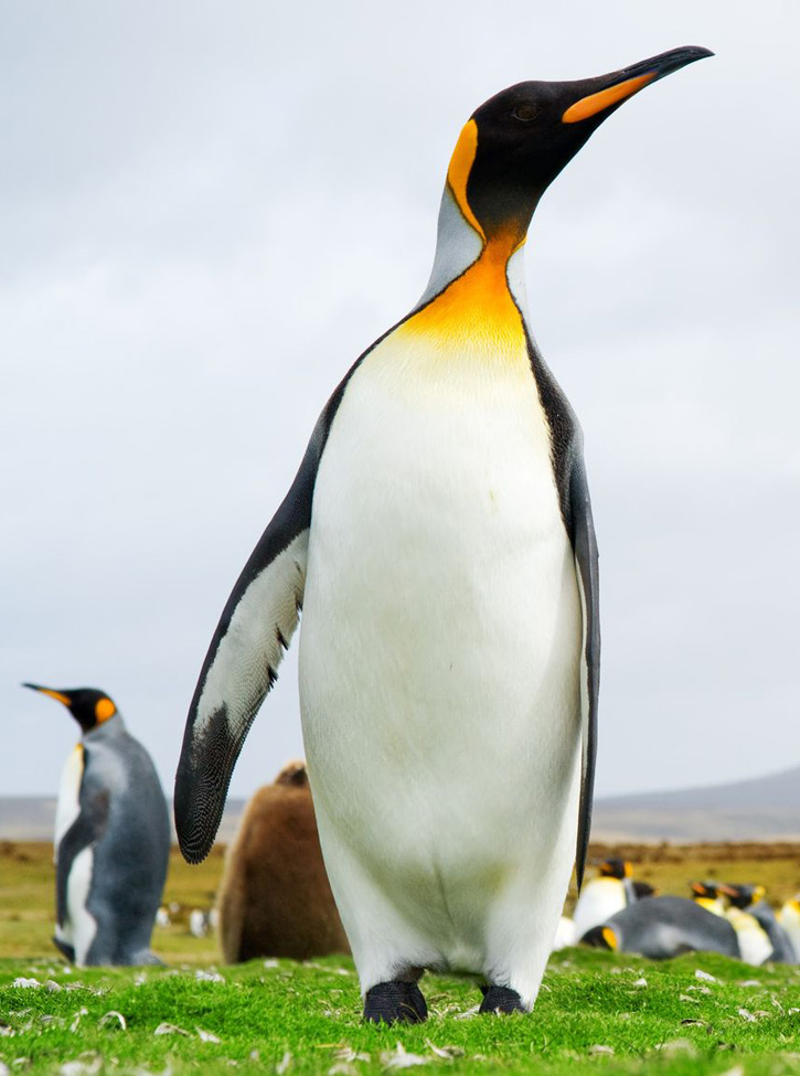 A King Penguin poses at Volunteer Point in the Falkland Islands.