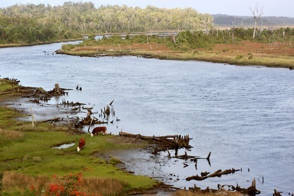 Cows graze at a grassy bank at the edge of a placid river.