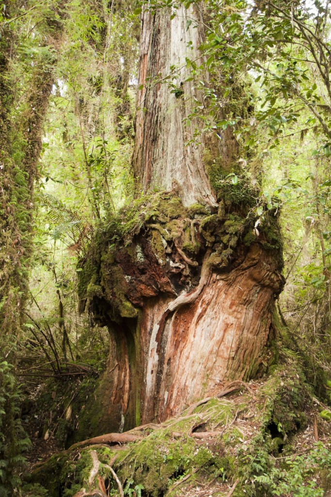 Moss grows on a bulging knot along the trunk of a larch tree.