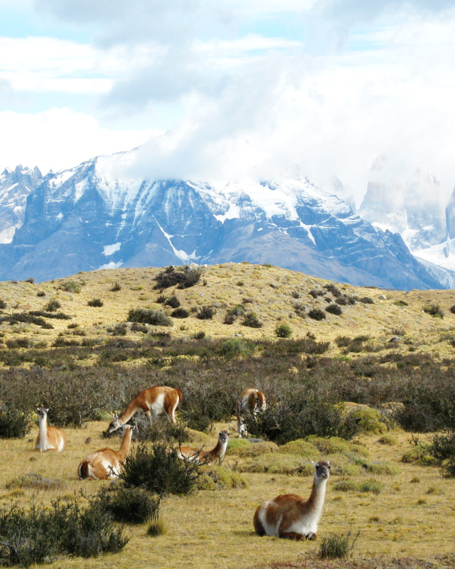 Volunteers are rewarded with spectacular scenery of snowy mountains and herds of guanacos.