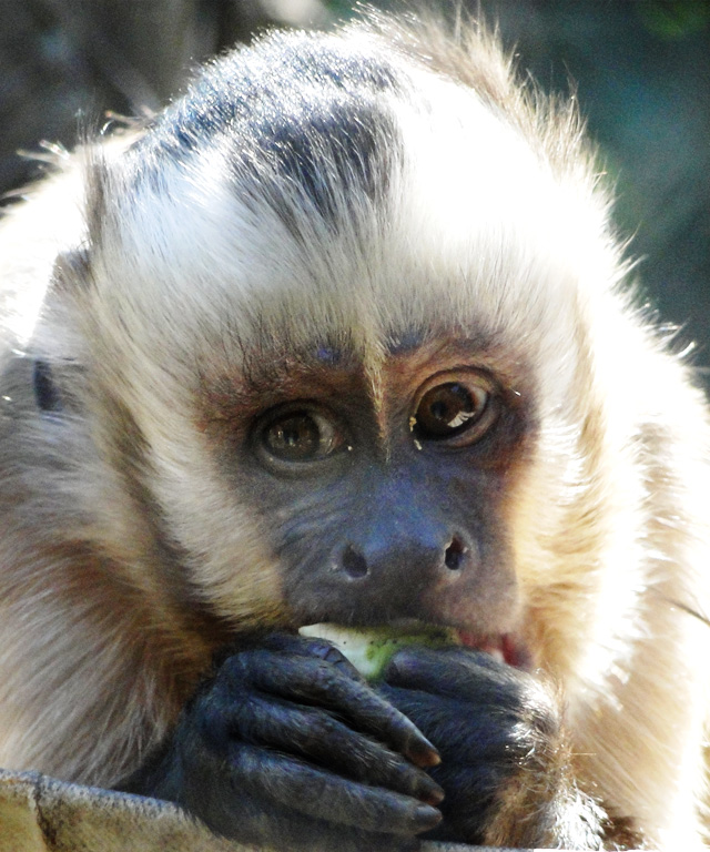 A baby monkey at the Centro de Rescate y Rehabilitación de Primates in Chile.