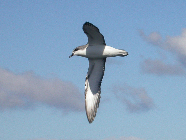 A small grey and white shorebird in flight.