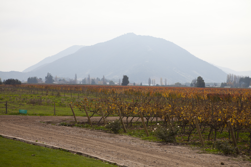 Rows of grape vines turning golden with a view of mountains rising above the valley in the distance.