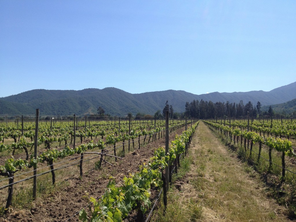 Rows of grape vines on a clear day with mountains off in the distance.