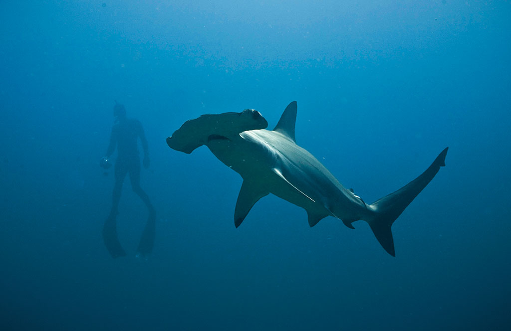 Even experienced divers will be blown away by the diversity of sea life in the Santuario de Flora y Fauna Malpelo. Photo © Fundación Malpelo y Otros Ecosistemas Marinos.