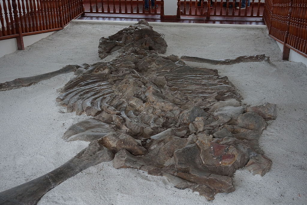 Dinosaur fossils at the Museo el Fosil. Photo © Jen jihz (Own work) [<a href="http://creativecommons.org/licenses/by-sa/4.0">CC BY-SA 4.0</a>], <a href="https://commons.wikimedia.org/wiki/File%3AMuseo_el_Fosil_01.JPG">via Wikimedia Commons</a>.