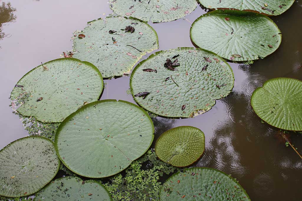 Lily pads at Victoria Regia. Photo © Andrew Dier.