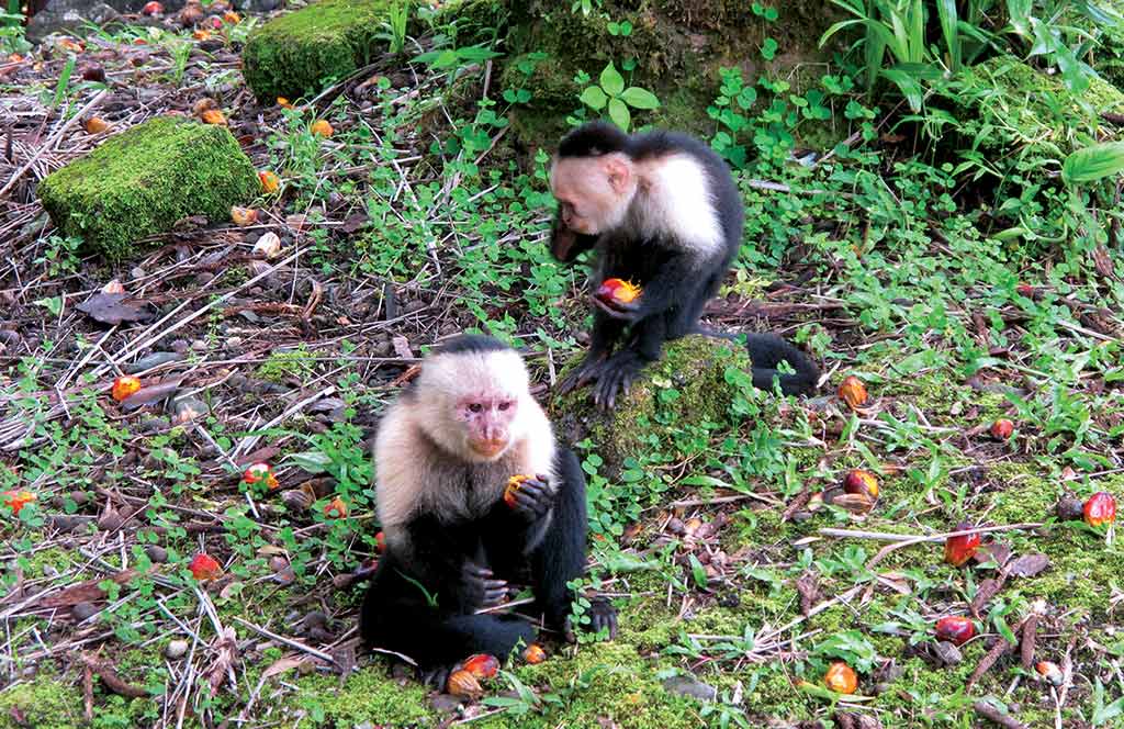 Capuchin monkeys are cute–from a distance. Photo © Andrew Dier.