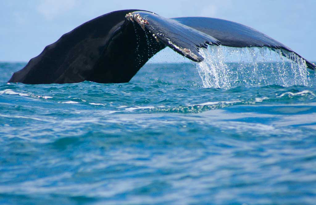 Over 3,000 majestic humpback whales make their way to Colombia's Pacific coast from August until October each year. Photo © Andrew Dier.