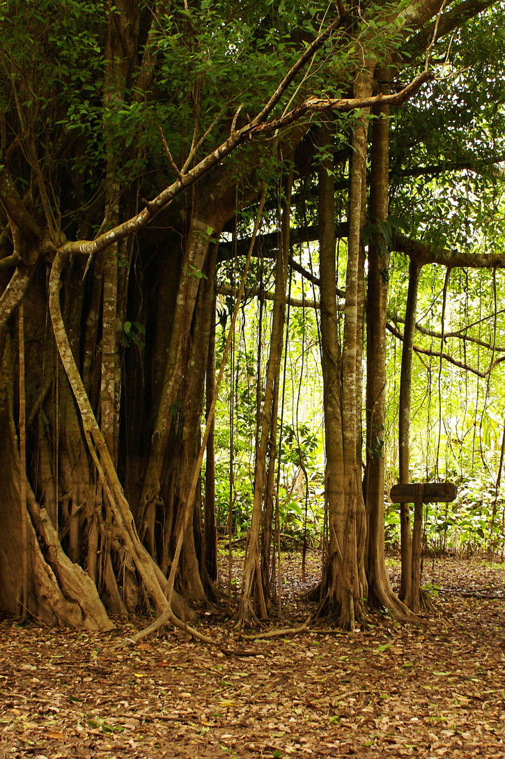 The Colombian Amazon.