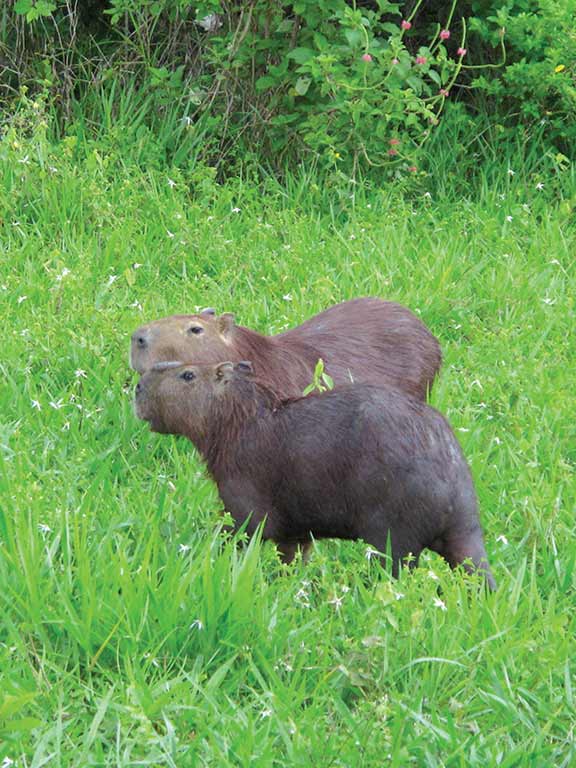 Chigüiros (capybaras) are the world's largest rodent. Photo © Andrew Dier.