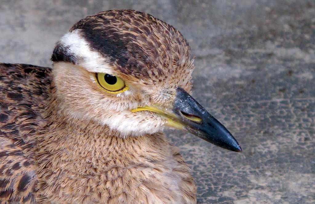 Double-striped thick knee bird. Photo © Andrew Dier.