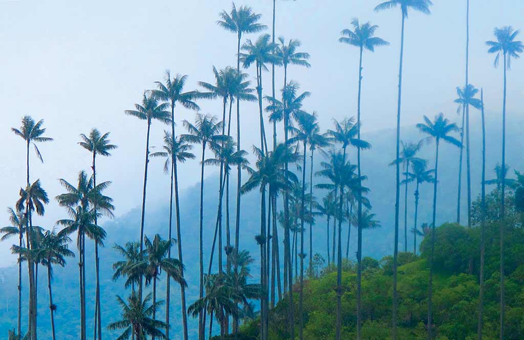 The picturesque Valle de Cocora and its famous wax palms. Photo © Andrew Dier.