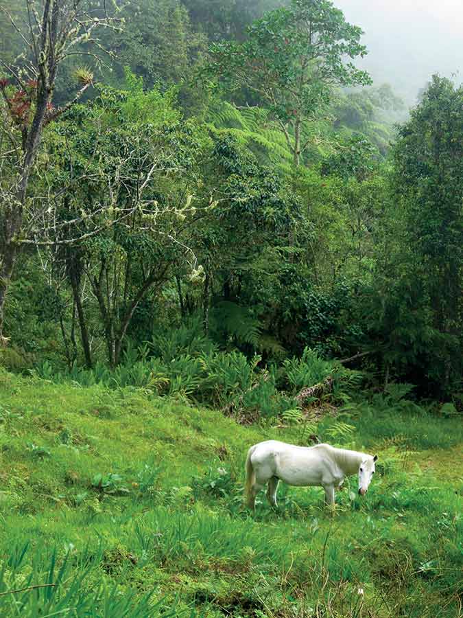 Peaceful and cool Minca is a nice break from the beach. Photo © Andrew Dier.