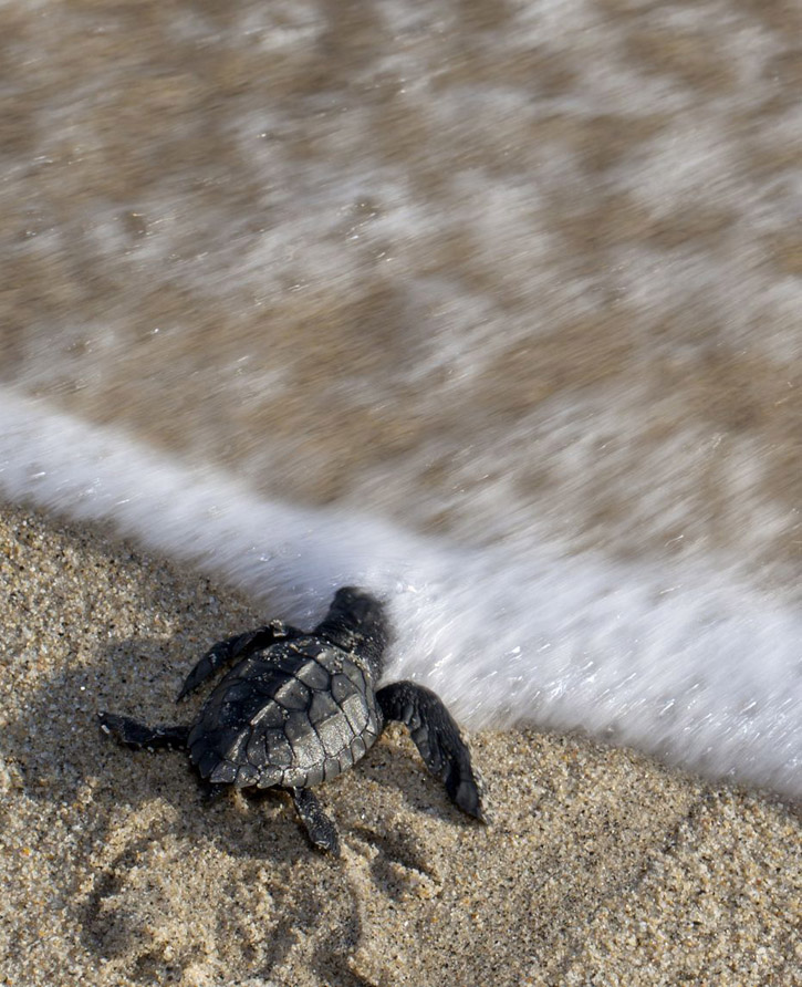 A baby olive ridley sea turtle (Lepidochelys olivacea), also known as the Pacific ridley, reaching the water for the first time.