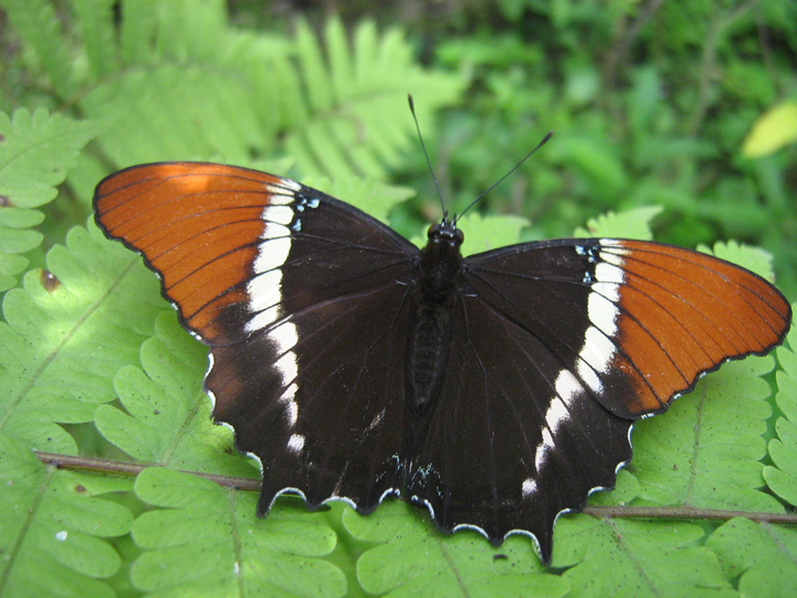 A black, brown and white butterfly rests on ferns in Medellín's Jardín Botánico del Quindío.