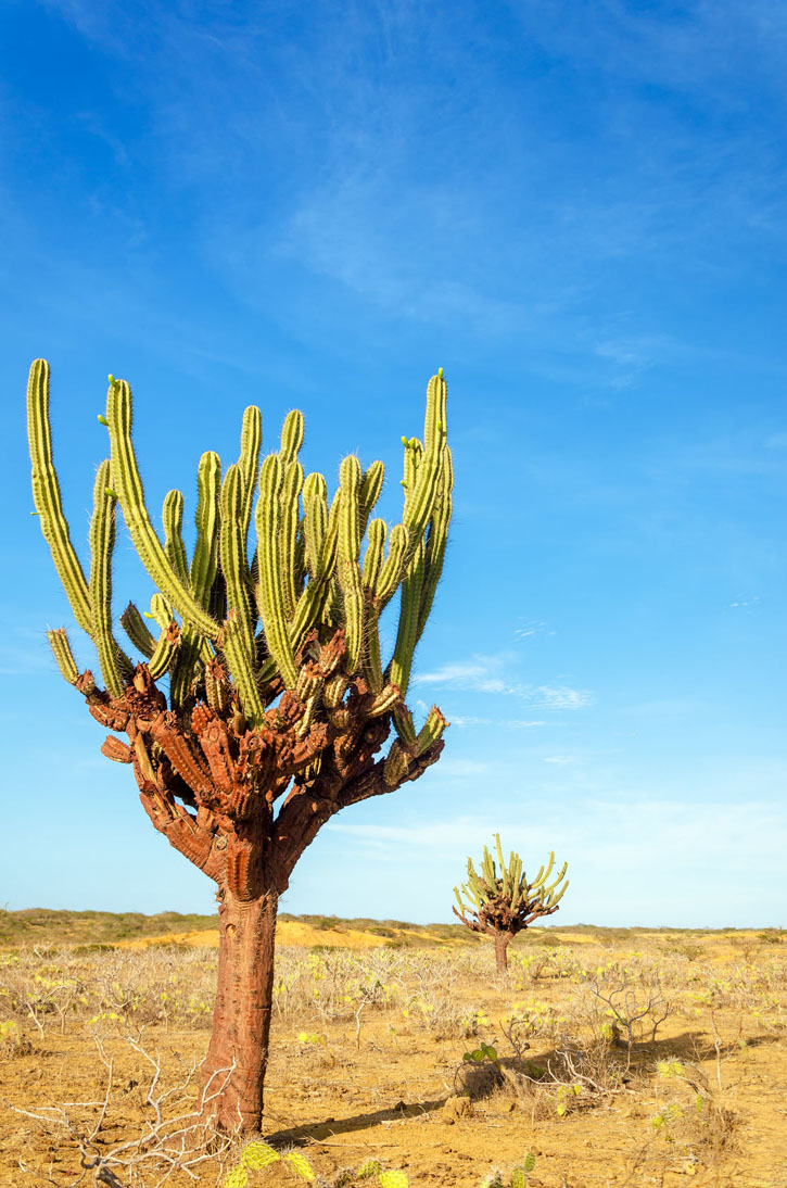 Two tall cactuses in the dry desert of La Guajira, Colombia.