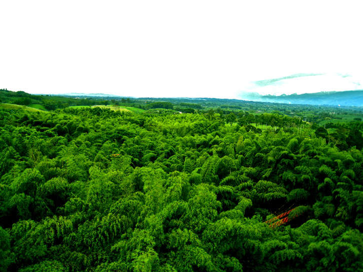 A view over the Colombian rainforest canopy.