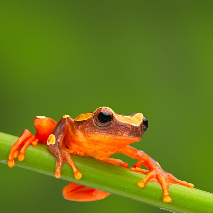 A red tree frog climbing in the Amazon rain forest.