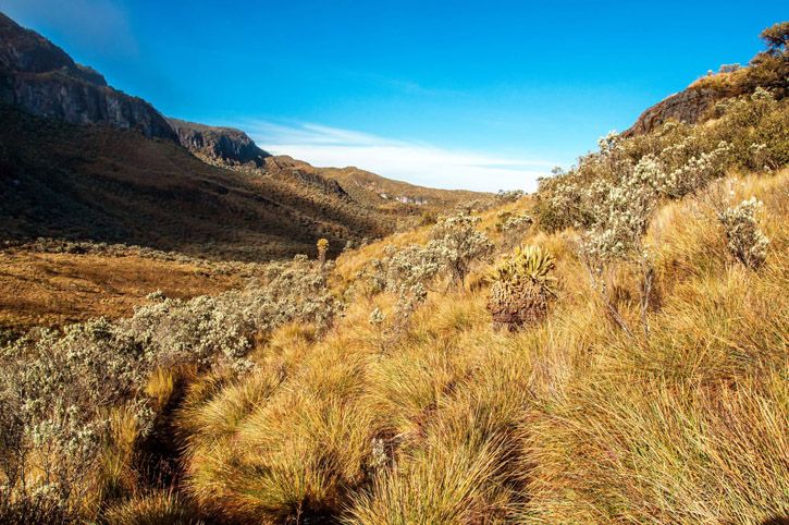 A páramo (highland moor) landscape.