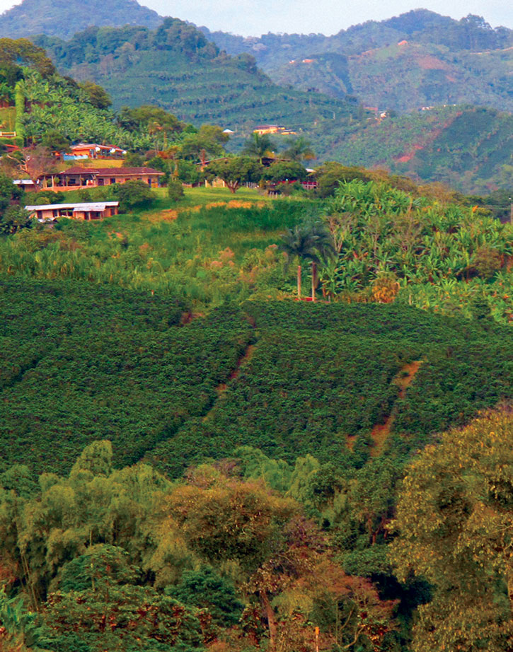 Explore verdant valleys in Colombia's coffee region. 