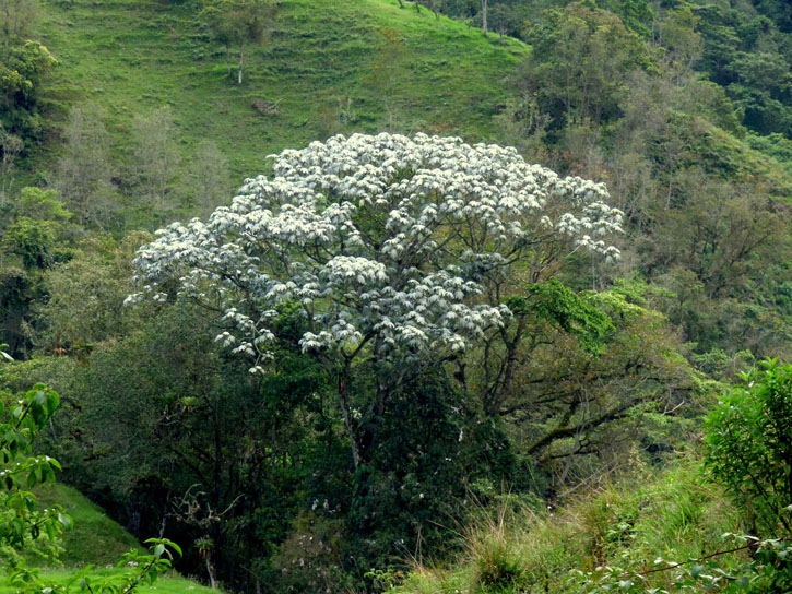 A silvery-white yarumo blanco grows on a green Colombian hillside.