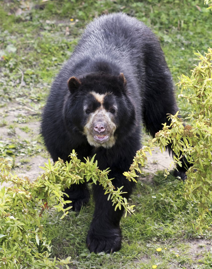 A spectacled or Andean bear looks down the hillside.