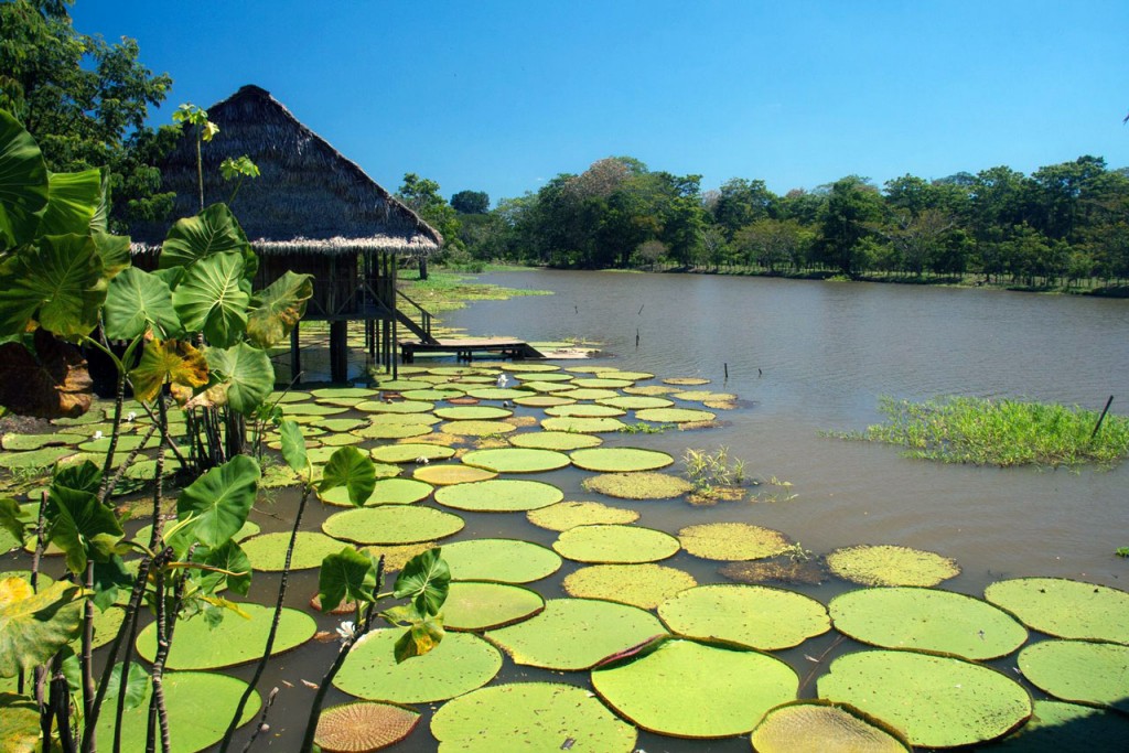 Giant lillies float on the surface of the Amazon river in Colombia.