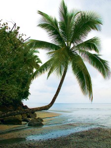 A palm tree on the shore of Isla Gorgona off Colombia's Pacific Coast.
