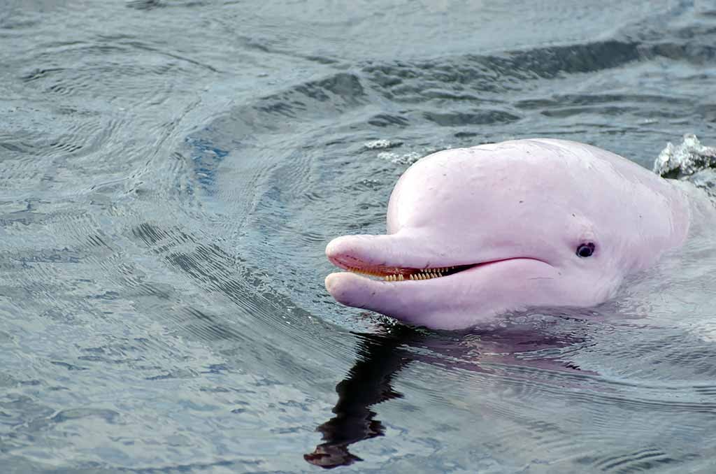 Pink dolphins frolic in the Colombian Amazon. Photo © Pruit Phatsrivong, licensed from Shutterstock.