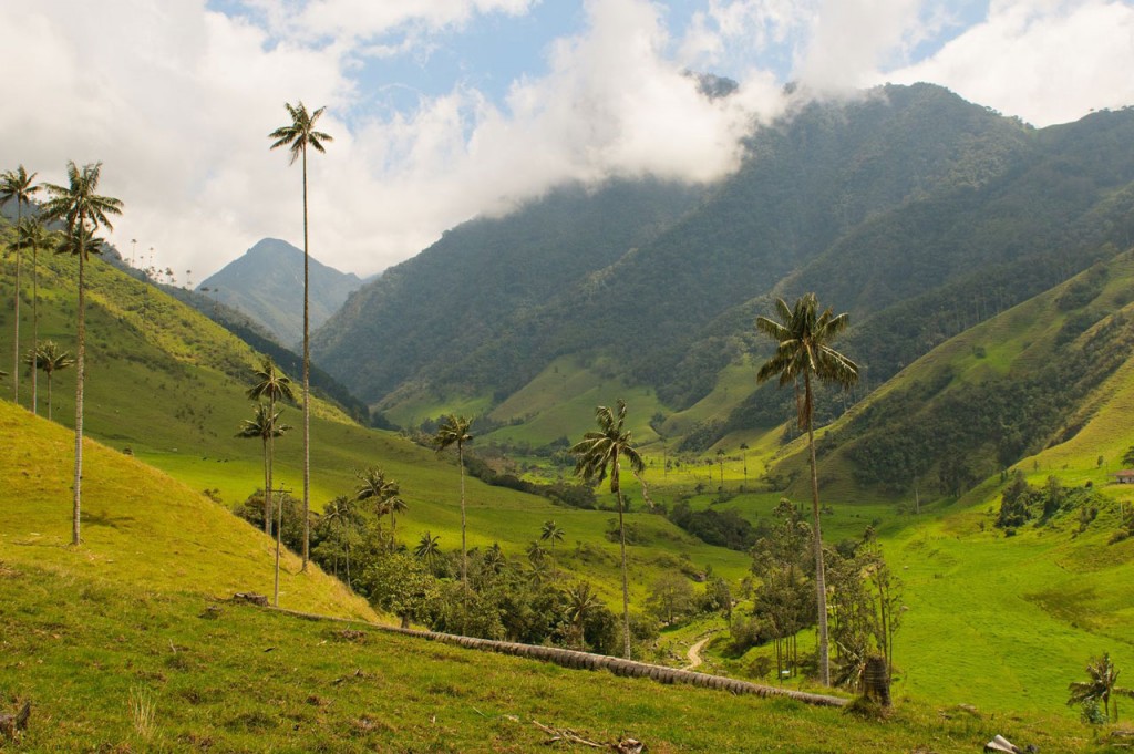 Tall wax palms stretch above the verdant Valle de Cocora in Colombia's coffee region.