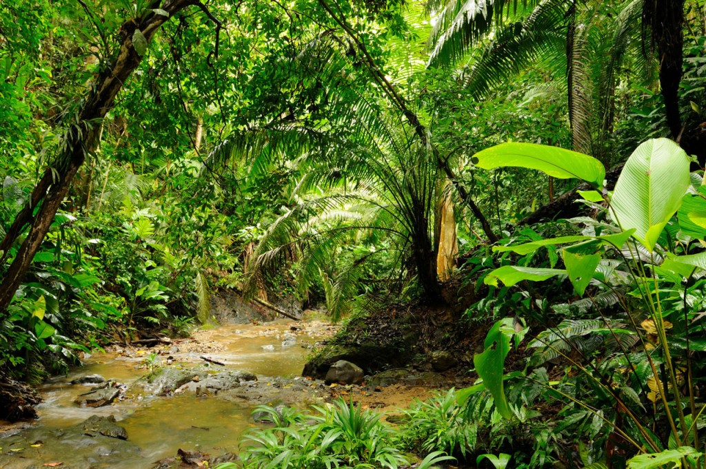 A stream cuts through the jungle in the Colombian Darien.