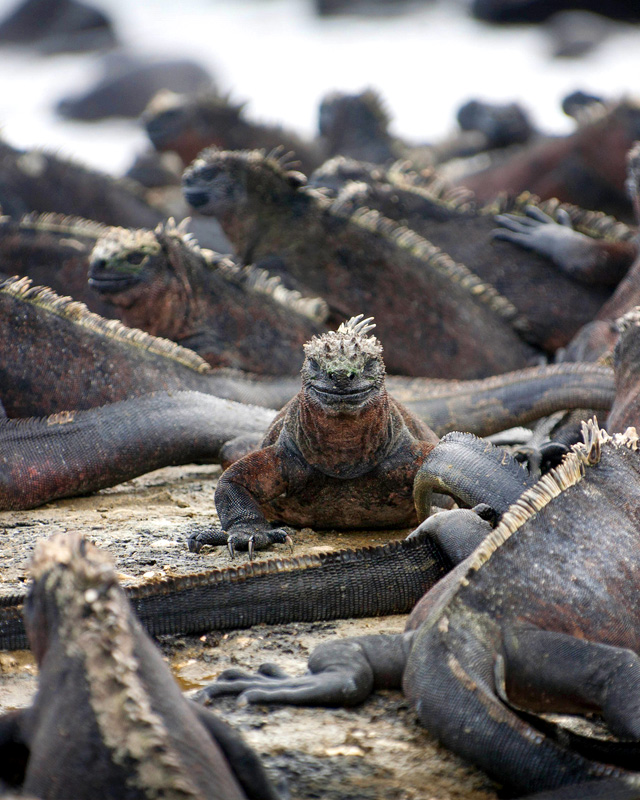 Jatun Sacha volunteers can choose from sites in the Amazonian or Coastal rainforest, Andean forest, or on the Galapagos Islands.