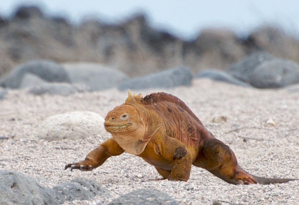 A golden colored iguana moves across a white pebbled beach.