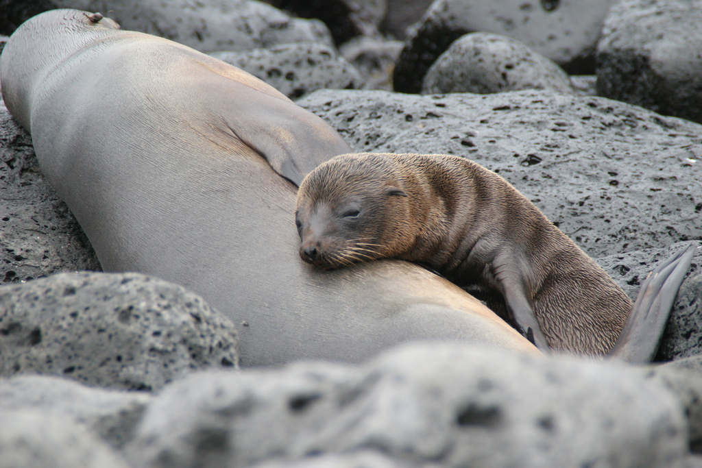 A sea lion pup sleeps against its mother on the rocks.