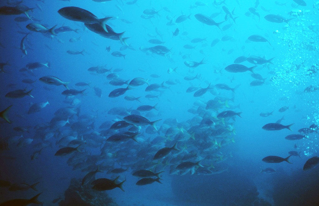 Underwater photo looking towards the surface through a school of small fish.