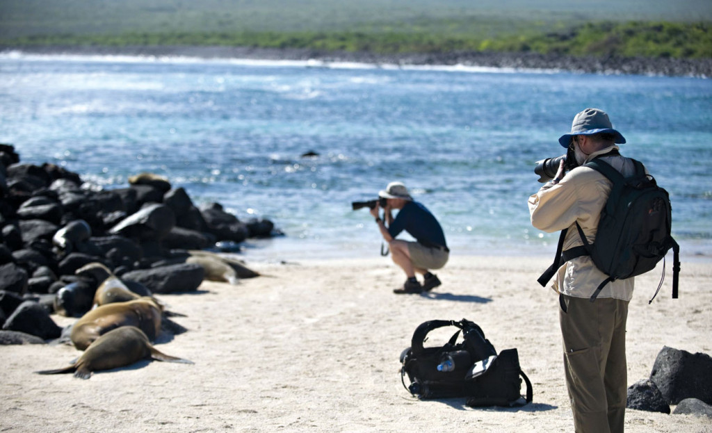 Sea lions sun on the beach as photographers stand only yards away.