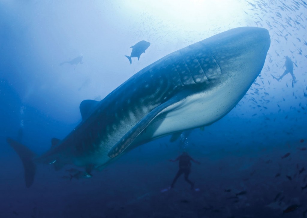 Underwater photo of two divers and a bus-sized whale shark with schools of fish.