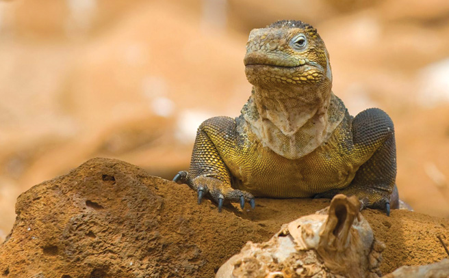 A green land iguana perches on a stone, its head lifted attentively.