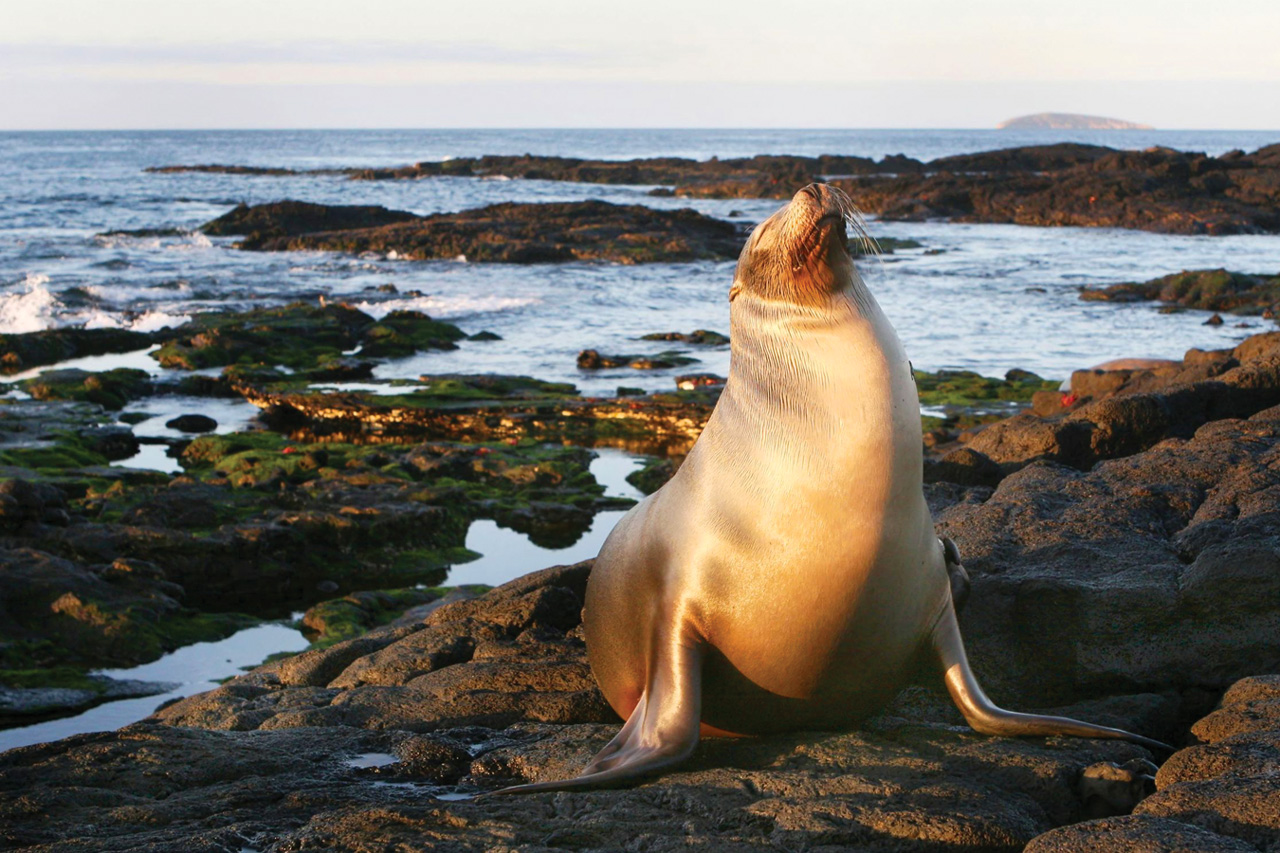 A sea lion on the rocky shore raises its head into the late afternoon sun.