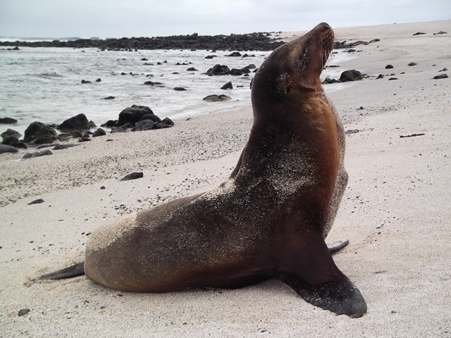 A sea lion with its head and neck raised on the beach.