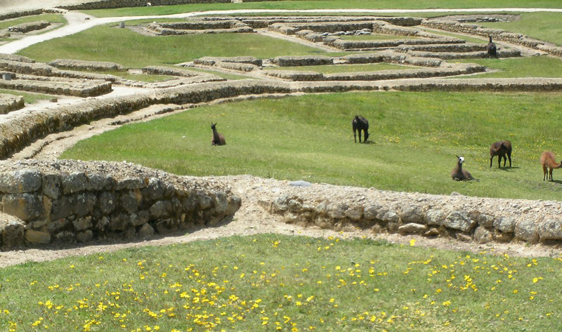 Low grass studded with small yellow wildflowers carpets the areas between the remains of stone walls.