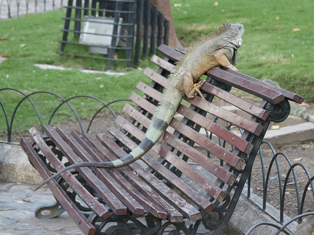 An iguana perching on the back of a park bench.