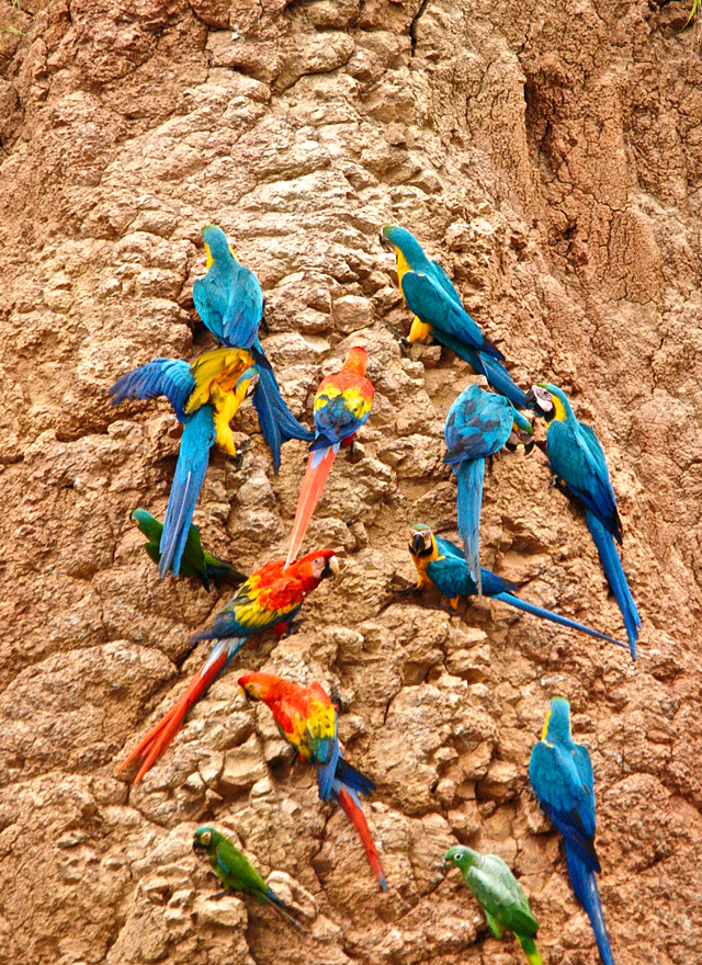 Macaws enjoying the clay lick at the Tambopata Research Center in Peru.