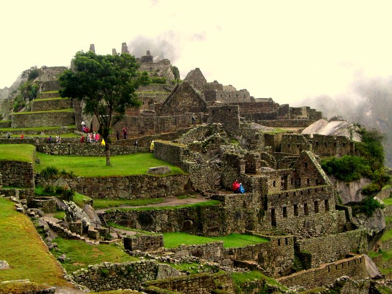 View of the grassy stone terraces of Machu Picchu with a single tree growing on one terrace.