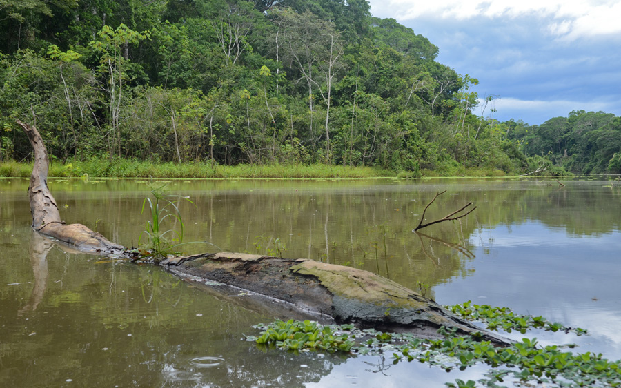 A fallen tree submerged in a glassy river of green water with heavy rainforest crowding the shore.