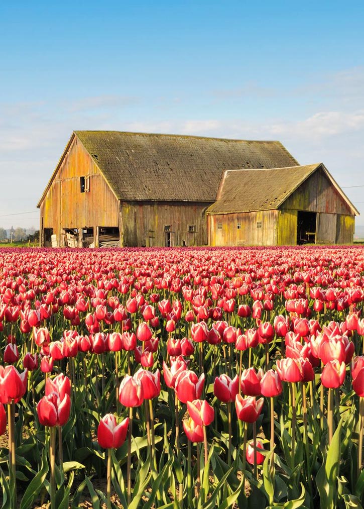 A barn in a field of pink tulips in Skagit Valley Washington.