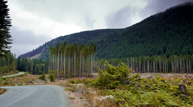 Evidence of clear-cutting where swaths of trees are gone.